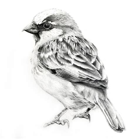 Bird Pencil Drawing, Pencil Art Drawings, Bird Drawings, Art Drawings Sketches, Animal Drawings ...