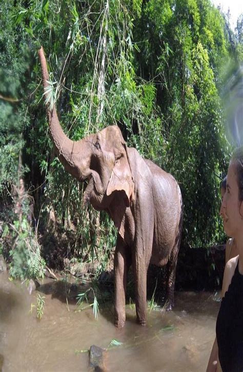 Complete guide to The Mondulkiri Project | Elephant sanctuary, Siem reap cambodia, Southeast asia