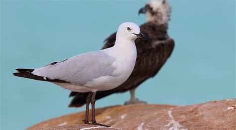 Silver Gull - BirdLife Australia