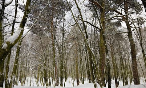 pine trees in winter 9419247 Stock Photo at Vecteezy