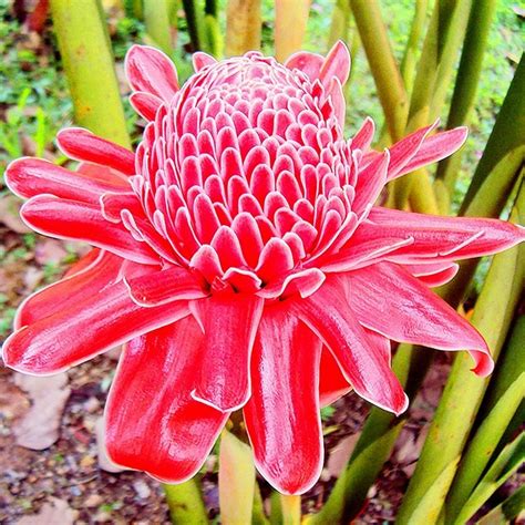 Edible Torch Ginger Seeds (Etlingera elatior) - Price €1.55