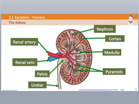 IGCSE Biology - 2i Excretion - Humans