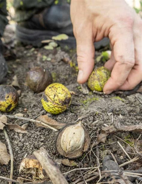 Shagbark Hickory Nuts: Harvesting, Cracking and Cooking