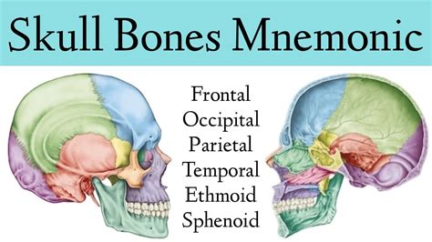 Posterior Cranial Bone Diagram