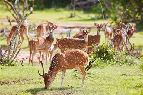 Wildlife Sri Lanka - Sri Lanka Wildlife | Rent a Tour Guide in Sri Lanka