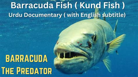 BARRACUDA The Predator | Barracuda Fish ( Kund Fish ) Urdu Documentary ...