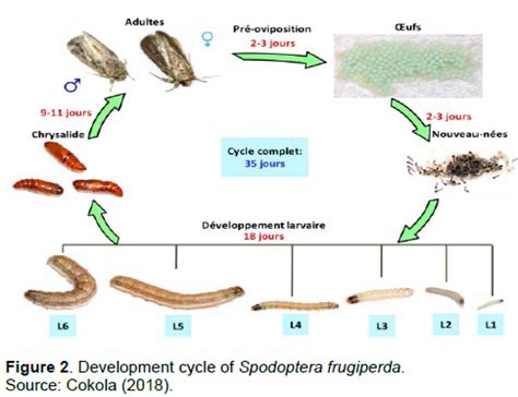 African Journal of Agricultural Research - fall armyworm, spodoptera frugiperda (lepidoptera ...