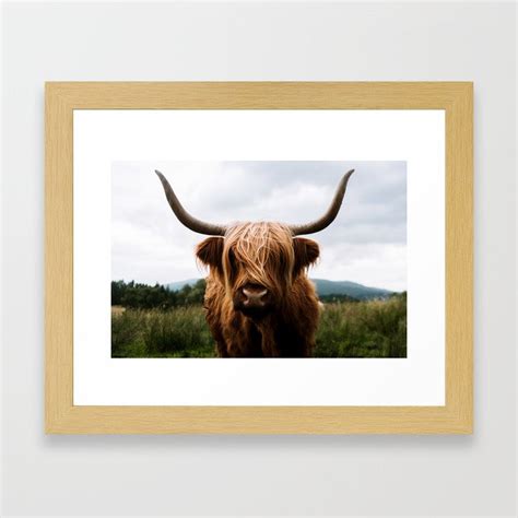 Scottish Highland Cattle in Scotland Portrait II Framed Art Print by regnumsaturni | Society6