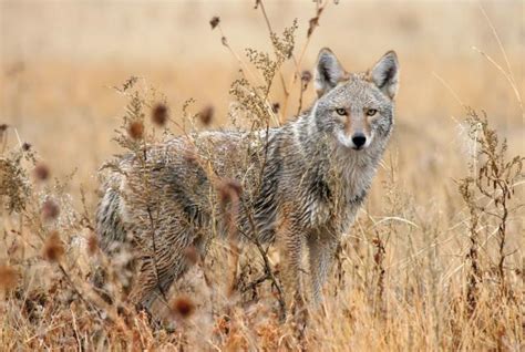 New Mexico's Unofficial State Animal and Symbol of Resilience