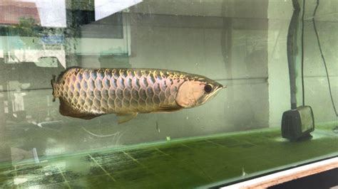 Arowana (Ikan Kelisa MGBB) + Aquarium 3ft, Pet Supplies, Homes & Other Pet Accessories on Carousell