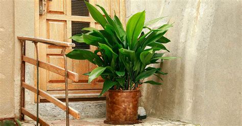 5 low maintenance house plants that require the least attention | Skymet Weather Services