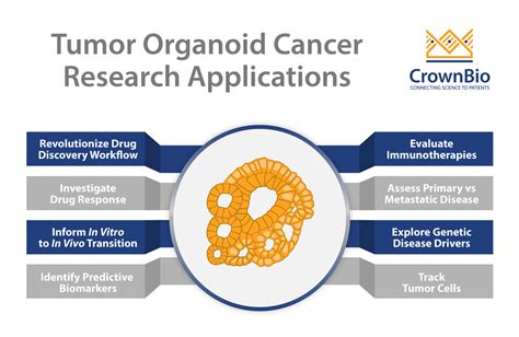 Tumor Organoid Applications in Cancer Research