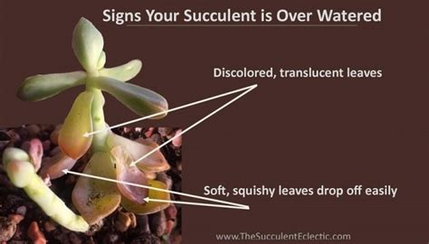 How to Water Succulents - Your Plants Will Tell You! | The Succulent Eclectic