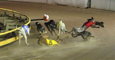 Greyhound Racing Around the World | GREY2K USA Worldwide