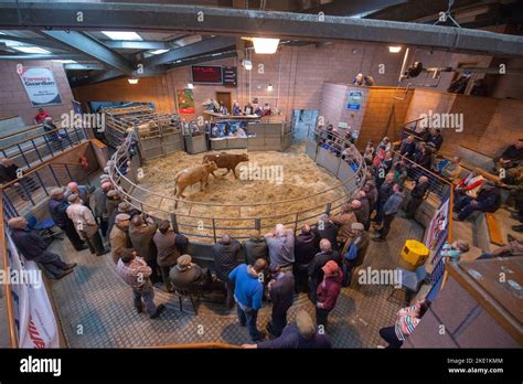 Cattle being auctioned at Carmarthen livestock market Stock Photo - Alamy