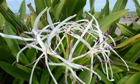 A Gardening Guide to Crinum Lily