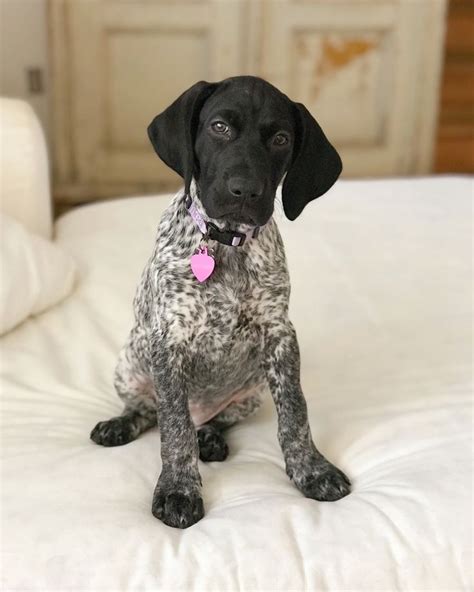 German Shorthair Pointer | Pointer puppies, German shorthaired pointer, German shorthaired ...