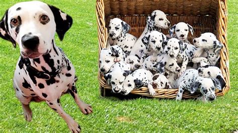 How Many Puppies Can Dalmatian Give Birth To