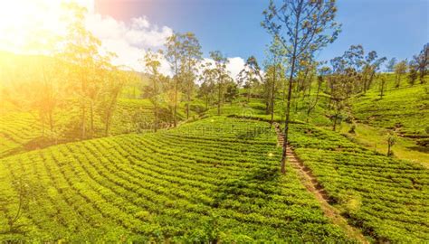 Green Plantation of Ceylon Tea. Stock Image - Image of farmland ...