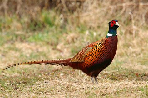 Ring-Necked Pheasant: Game Bird Profile - Gun Dog