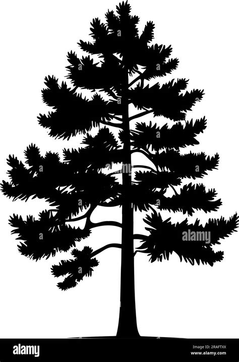 Conifer tree silhouette isolated on white background. vector ...