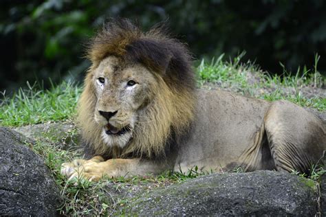 Singapore Zoo - Lion (3) | Sentosa Resort Island and Singapore Zoo | Pictures in Global-Geography