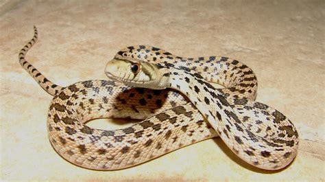 Baby Gopher Snake 5 by orcamistress101 on DeviantArt