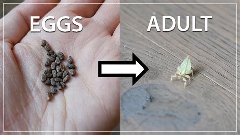 HOW TO RAISE LEAF BUGS: From Eggs to Adult - YouTube