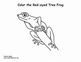 Red Eyed Tree Frog Coloring Page sketch template