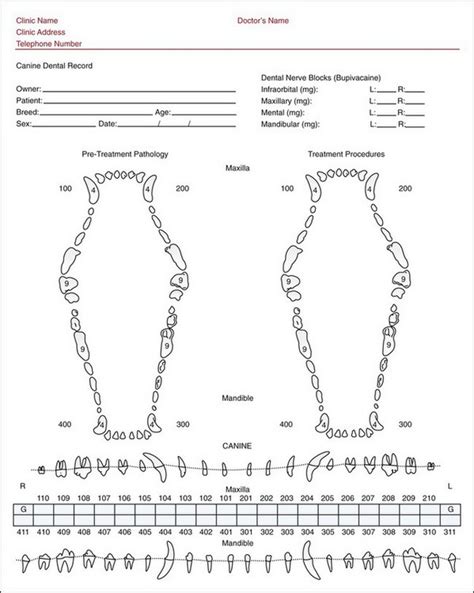 cat dental formula chart - Cunning Blogger Portrait Gallery