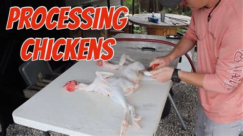 Processing Chickens with Yardbird Chicken Plucker - YouTube