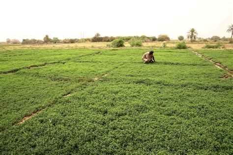 Baby Formulas and Cash Crops in Africa Led to Poor Diets - New Lines Magazine