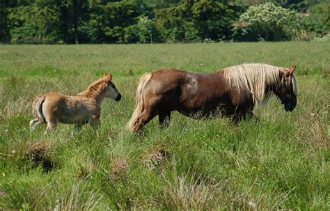 The Jutland Horse/Den Jyske Hest | Races de chevaux, Chevaux de ...