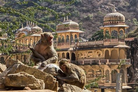 2023 Excursion Jaipur Private Temple Tour and Enjoy Monkey Valley ...