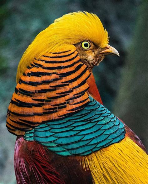 Golden Pheasant | Most beautiful birds, Beautiful birds, Tropical birds