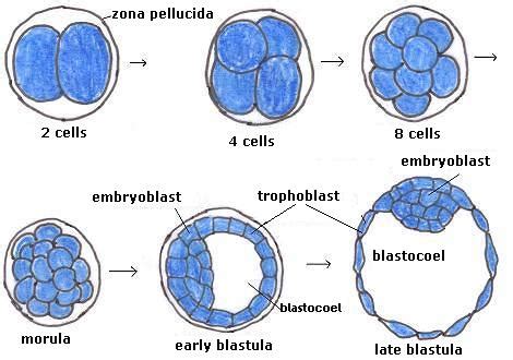 Morula Diagram