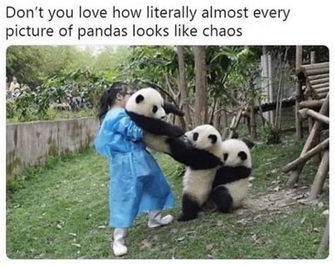 Ngl pandas cute : r/memes