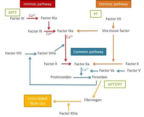 Schematic representation of the blood coagulation cascade. APTT:... | Download Scientific Diagram