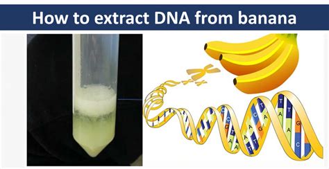 DNA isolation using household items - SciTales