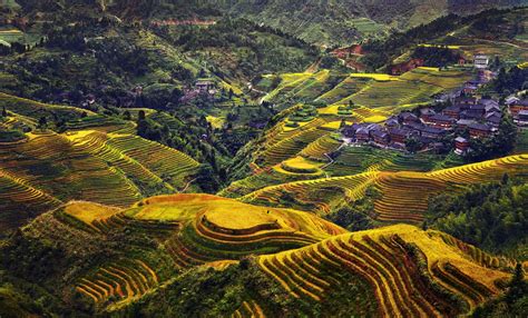 view of the rice field | Landscape, Chinese landscape, Photography awards