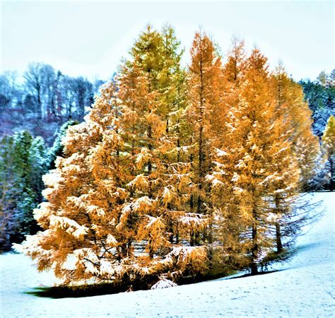 Camera on King & Aurora : Tamarack trees ~ a.k.a. Larch