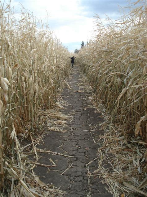 Corn maze, just outside Saskatoon, Saskatchewan. | Country roads ...