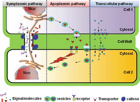 1 Schematic representation for the cell-to-cell signaling pathways in... | Download Scientific ...