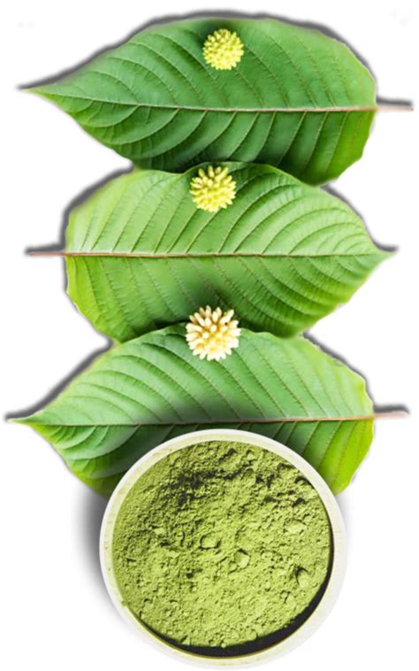 Different Kratom Strains & Types - Kratom-K Blogs