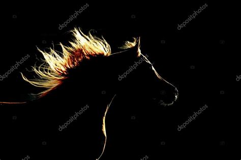 Arabian horse silhouette on the dark background — Stock Photo © vikarus #13724193