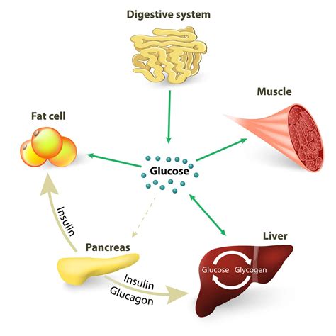 What Can Cause Low Blood Sugar? - Symptoms and Prevention