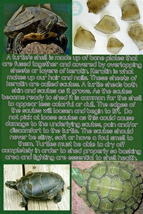 Turtle shell, scutes, shedding | Turtle shell, Turtle, Pet turtle