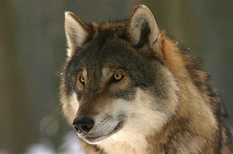 1 ranch, 26 wolves killed: Fight over endangered predators divides ...