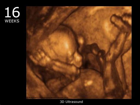 3D Ultrasound at 16 weeks pregnant: During the 16th week of pregnancy ...