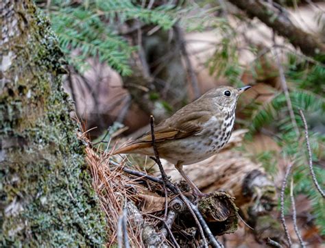 Encountering a Hermit Thrush in the Woods